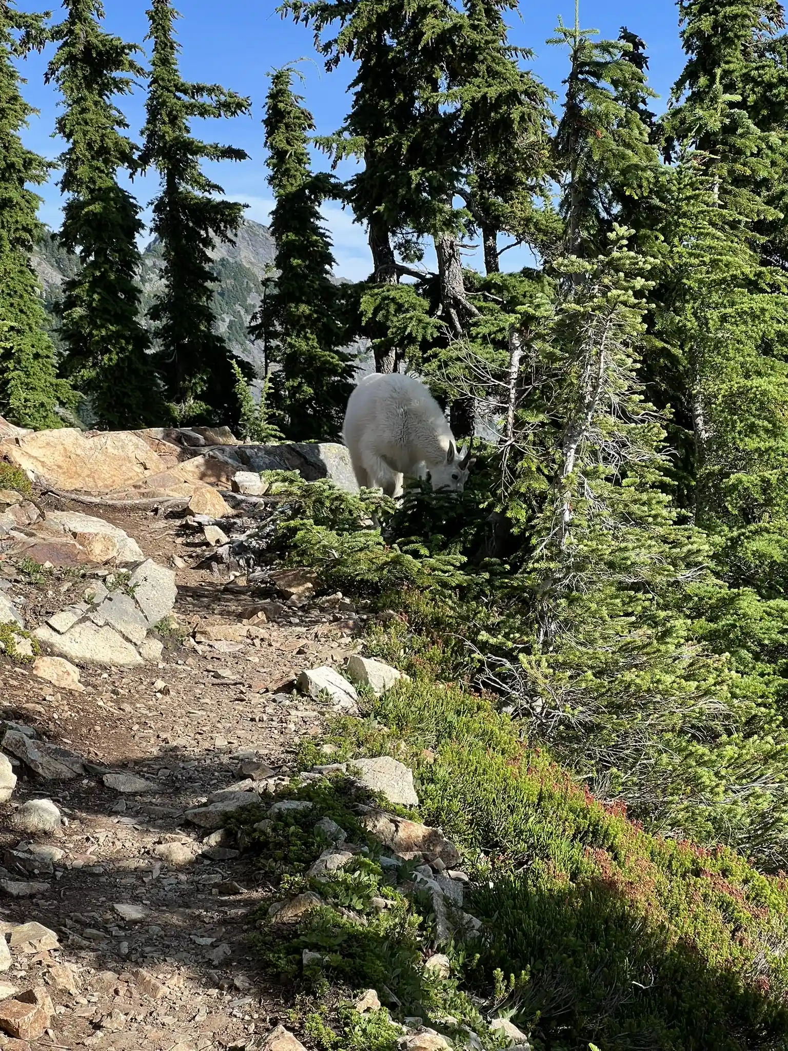 Goat on PCT