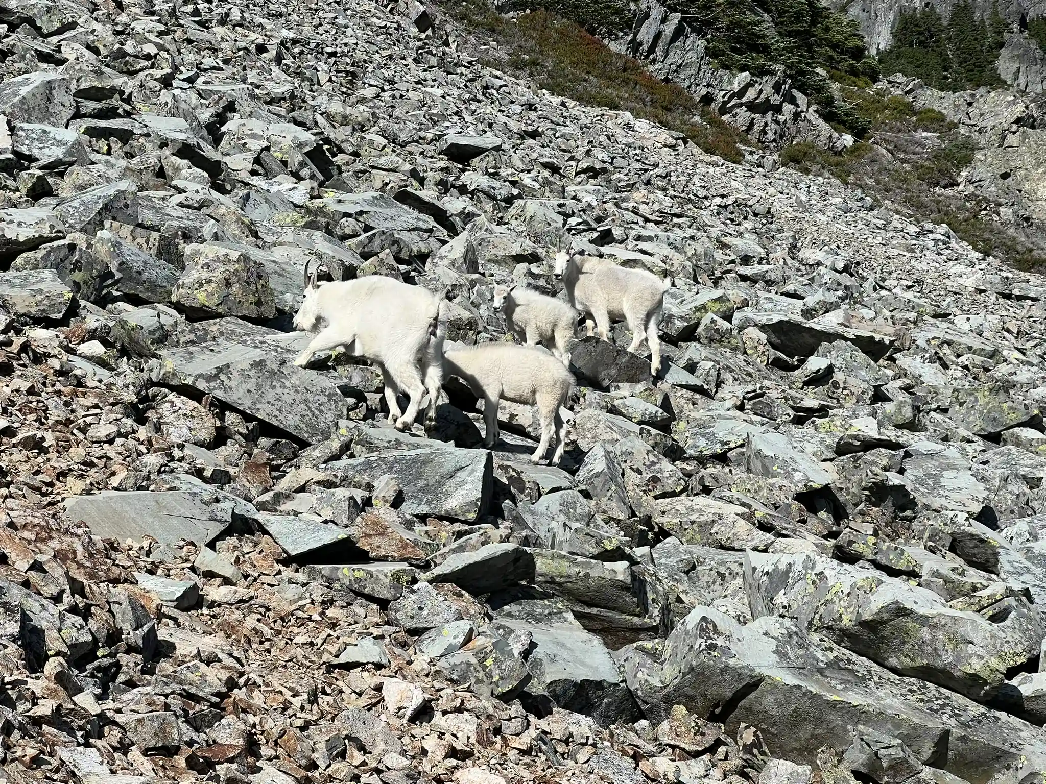 Goat family