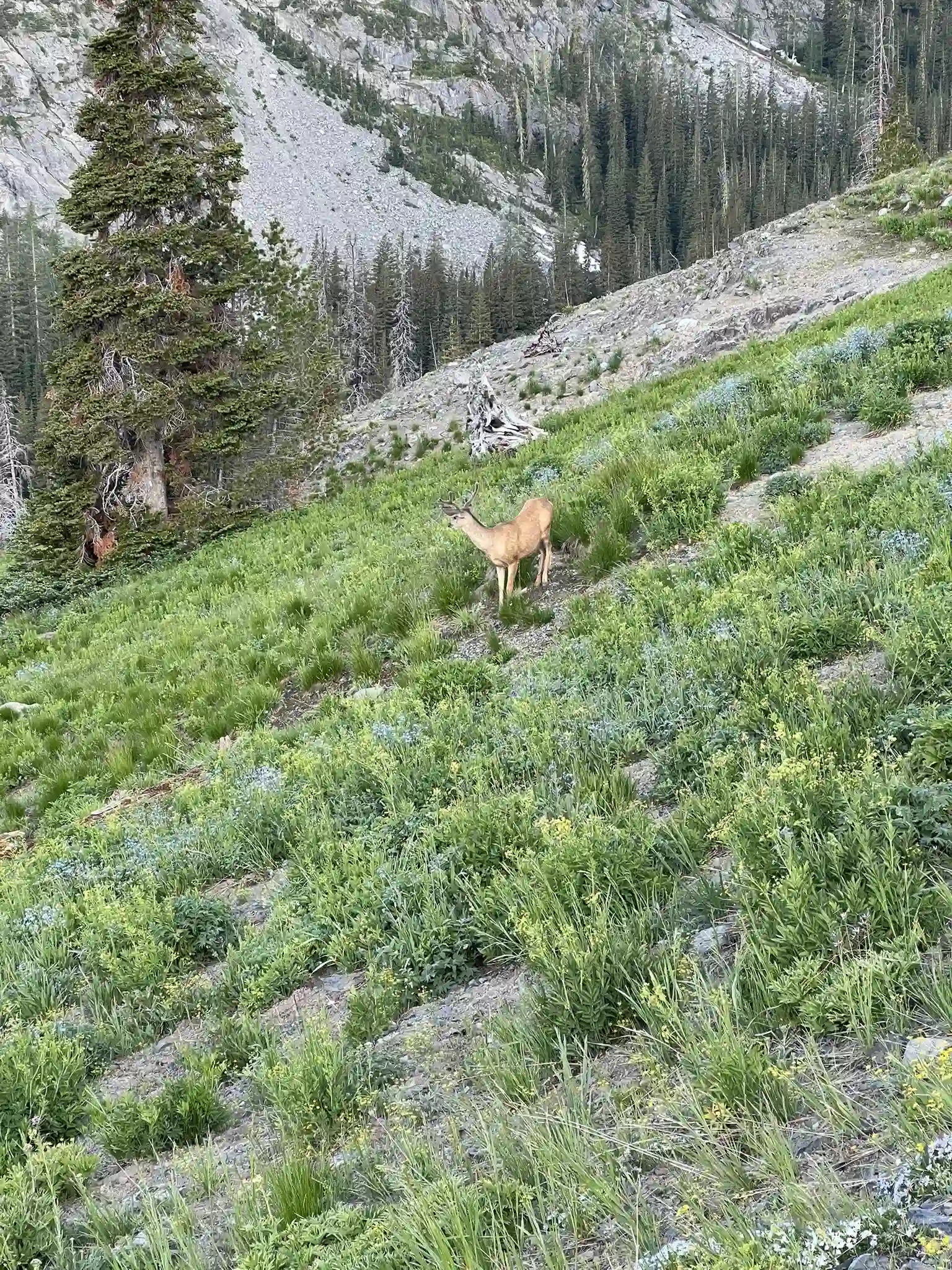 Deers